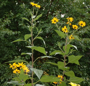 jer art plants.jpg